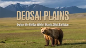 What Are the Best Things to Do in Deosai Plains National Park?